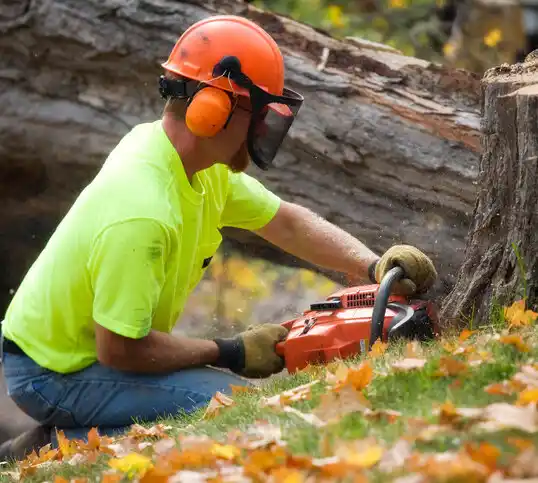 tree services Jersey City